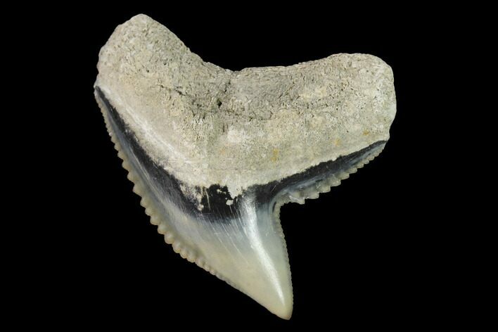 Fossil Tiger Shark (Galeocerdo) Tooth - Aurora, NC #143911
